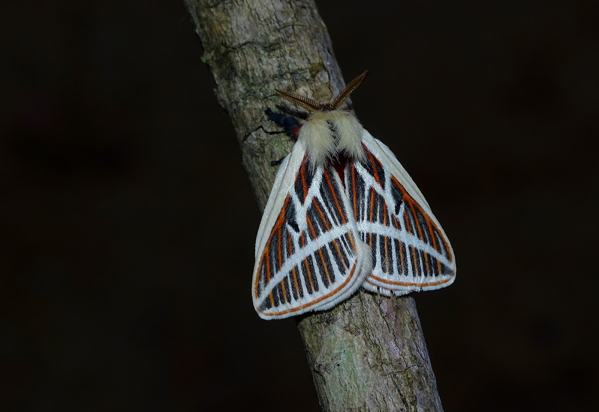 Eubergia caisa