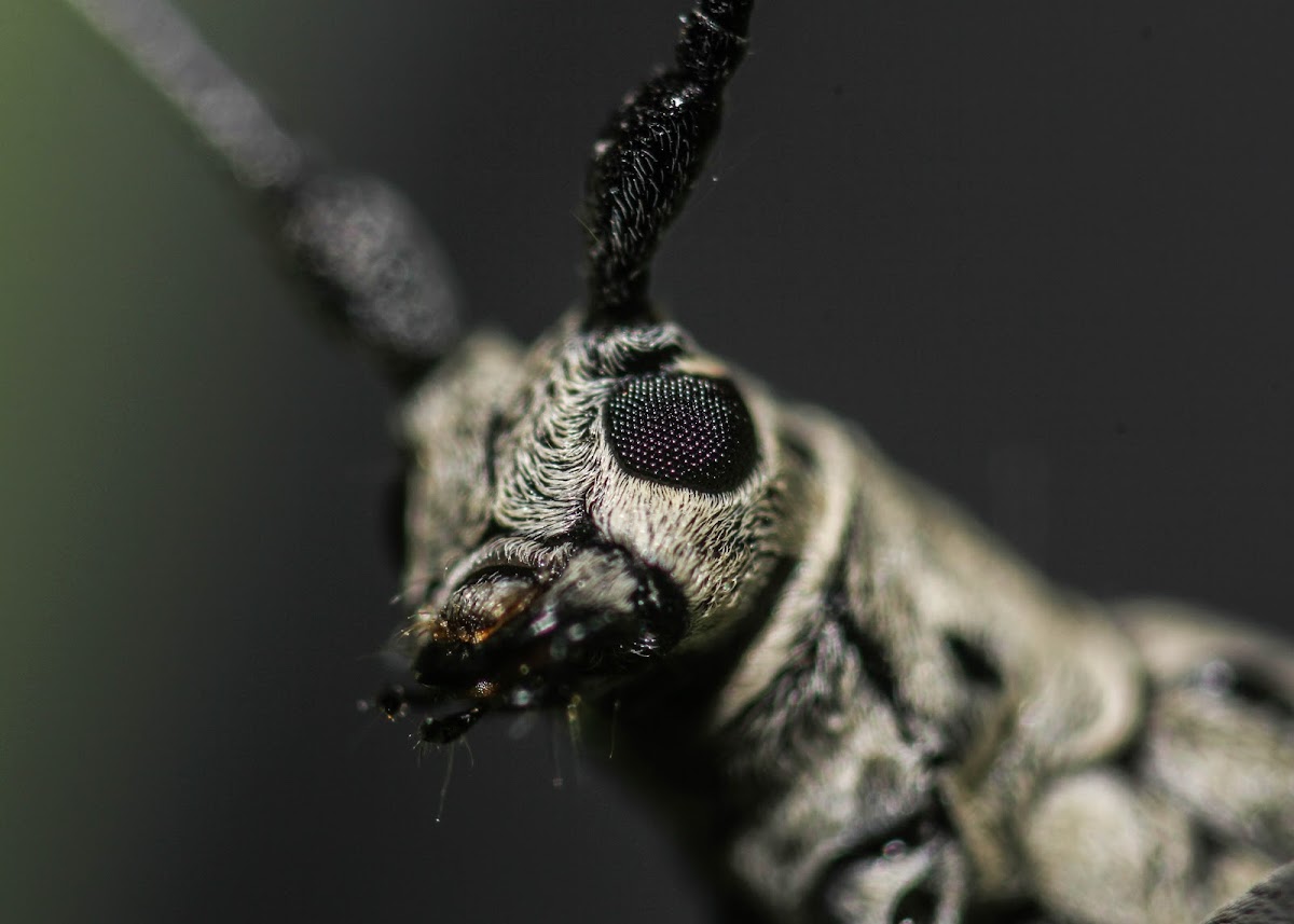 Flat-Faced Longhorn Beelte