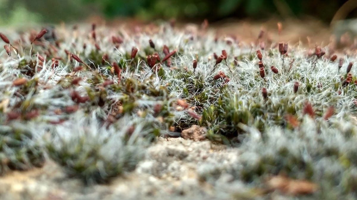 Moss Species