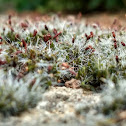 Moss Species