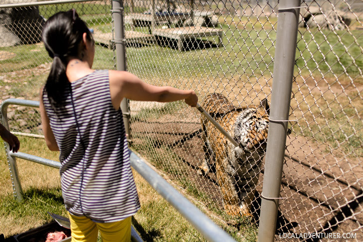 Tiger Rescue at Lions Tigers Bears Sanctuary.