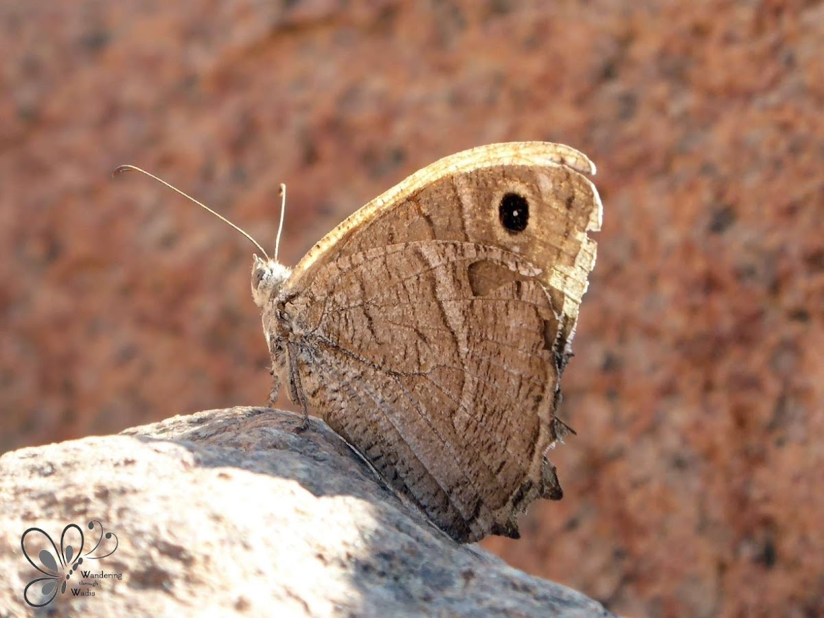 Desert Grayling