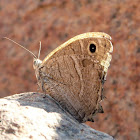 Desert Grayling