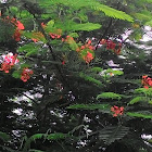 Gulmohar, Royal Poinciana