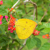 Orange Emmigrant