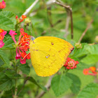 Orange Emmigrant