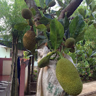 Jackfruit tree