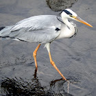 Grey Heron