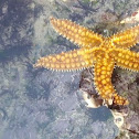 Starfish