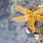 Starfish