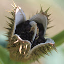 Jimsonweed