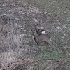 White tailed deer