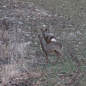 White tailed deer