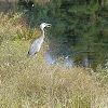 great blue heron