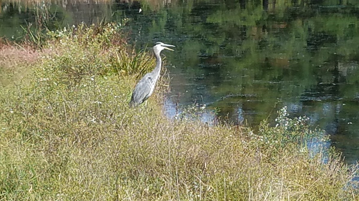 great blue heron