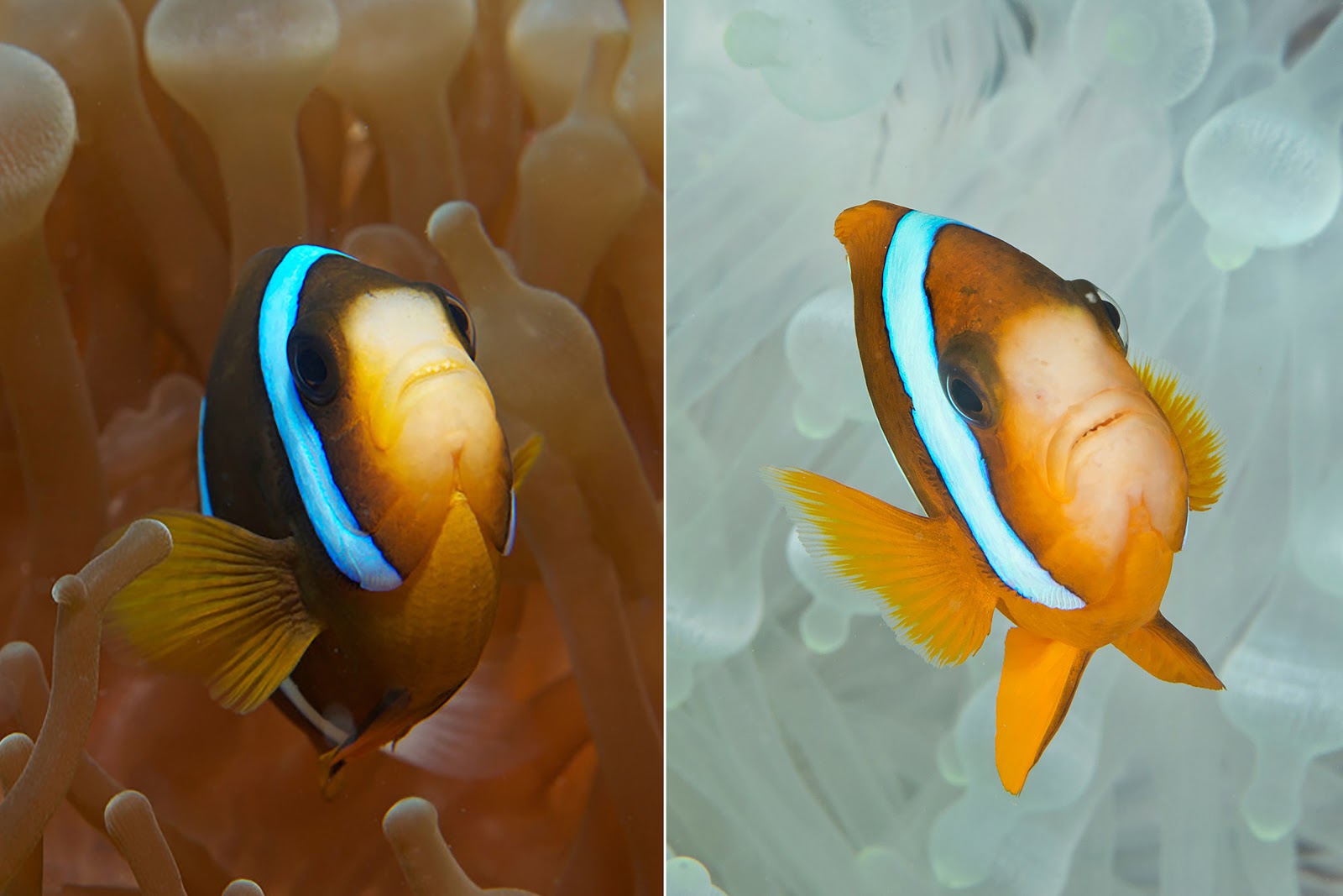 BEFORE & AFTER - ANEMONE WITH CLOWNFISH CREDIT: JAYNE JENKINS