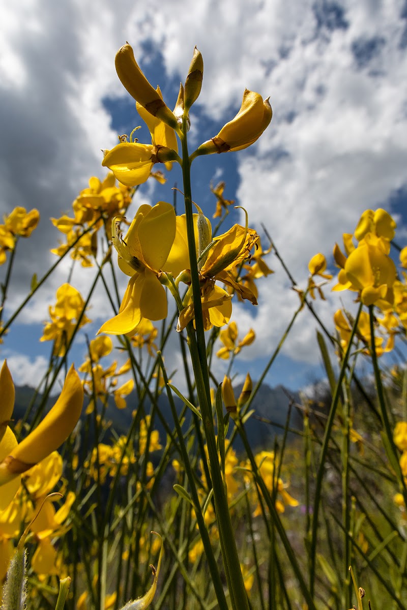 Yellow as the sun di mario_ph78