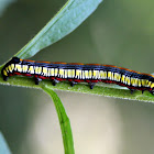 Brown-bordered Owlet Caterpillar