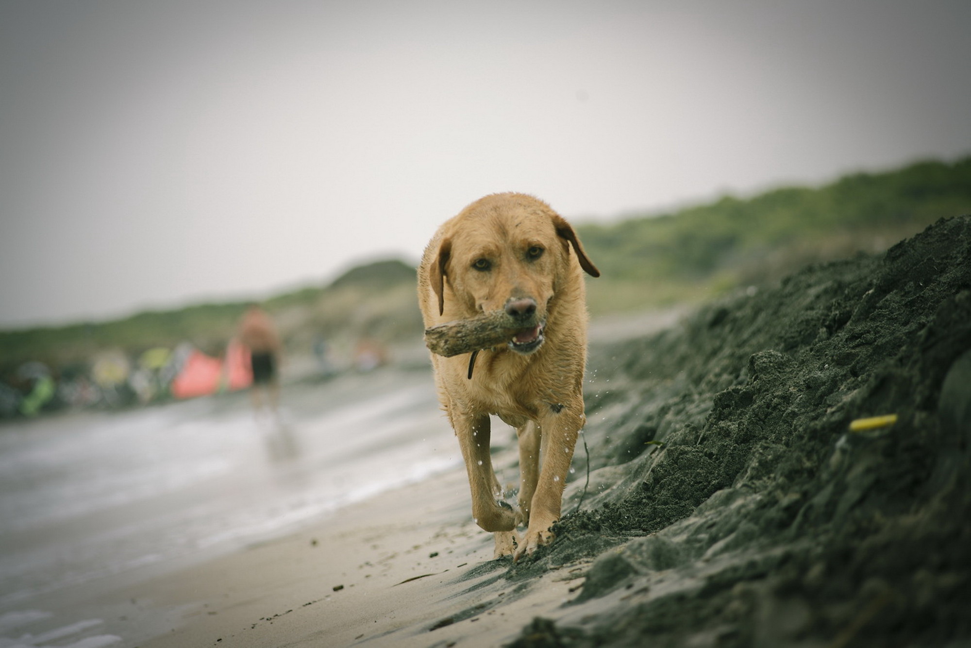 Reporter Dog di rudy milanesi