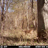 White-Tailed Doe