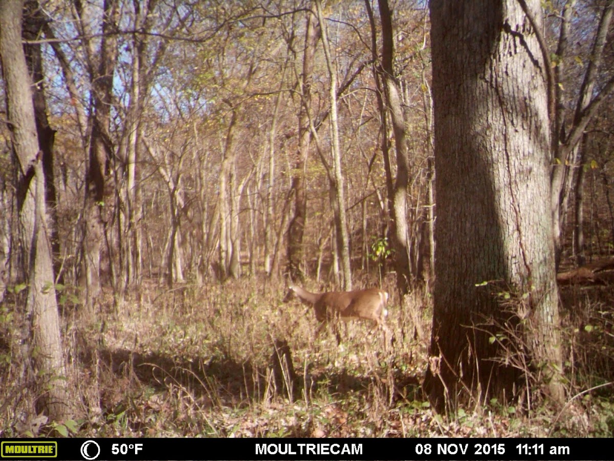 White-Tailed Doe