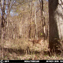 White-Tailed Doe