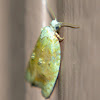 Oak Leaftier Moth