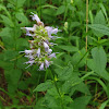 Giant Hyssop