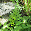 Netted Chain Fern