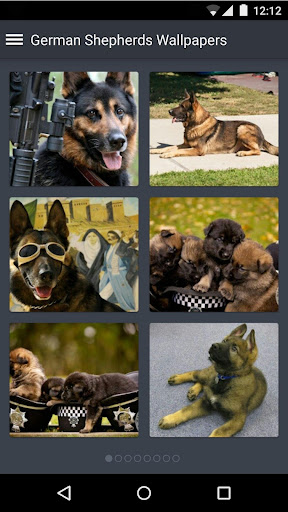 German Shepherds Wallpapers