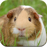 Guinea Pig Wallpapers icon