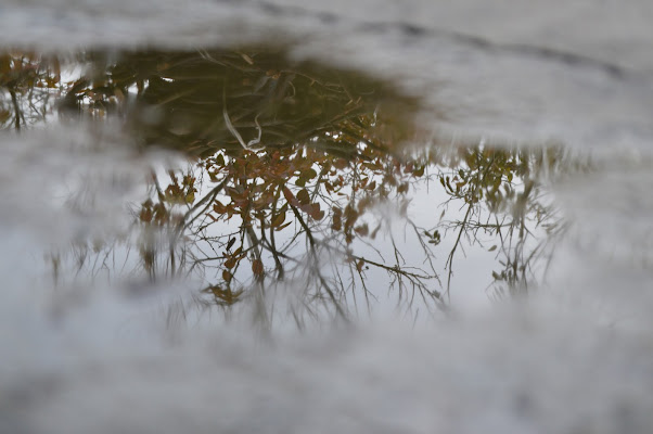 riflesso nella pozzanghera di vicky.serra.90