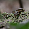 Three-lined Salamander