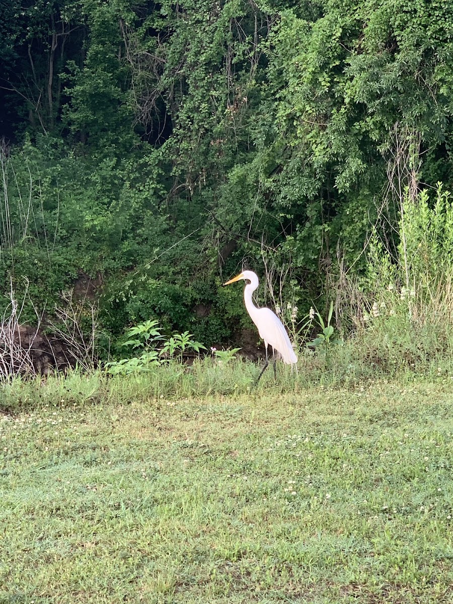 Egret