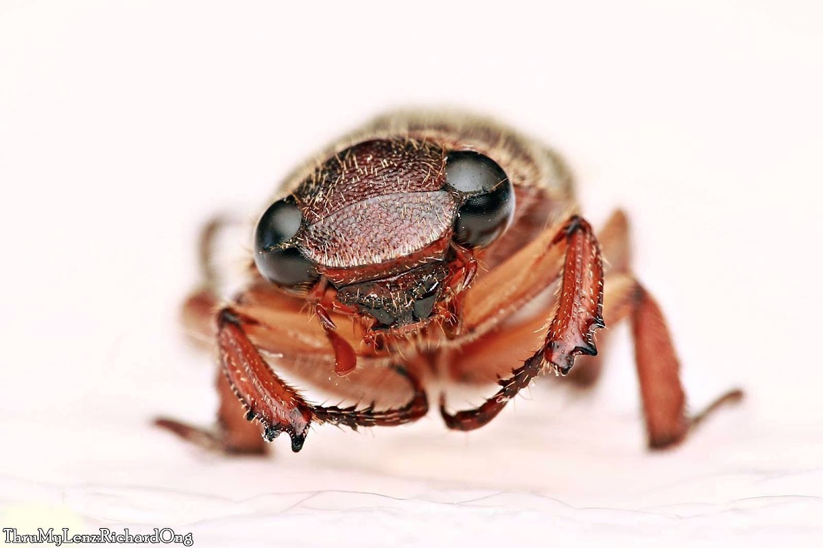 Chafer Beetle