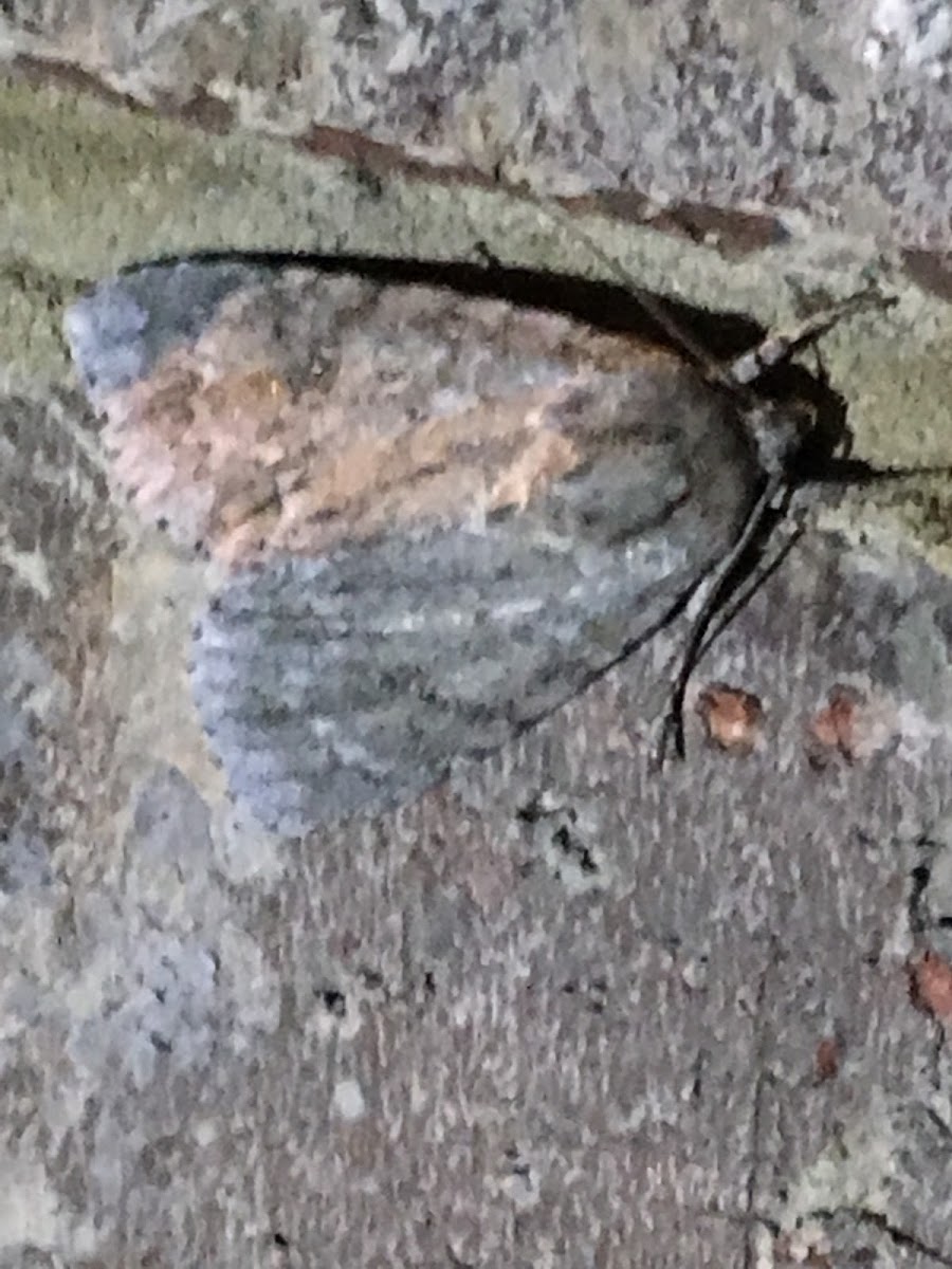 American Dagger Moth