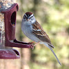 Chipping Sparrow