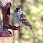 Chipping Sparrow