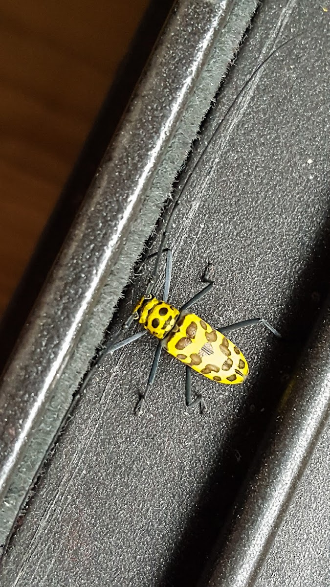 Flat-faced longhorn beetle