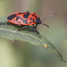 Red Cabbage Bug