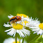 Clay-colored Leaf Beetle