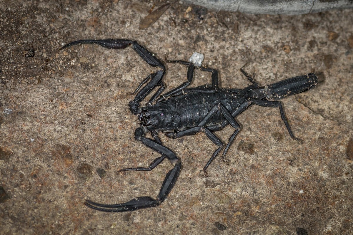 Forest Scorpion