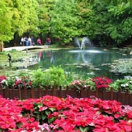 菁芳園 Tenway Garden／花園餐廳／落羽松