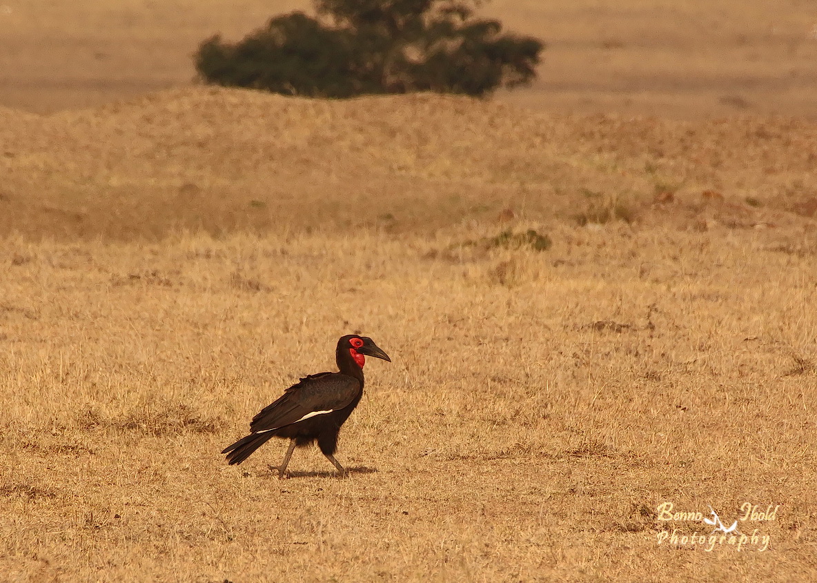 Southern ground hornbill