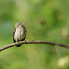 THICK BILLED FLOWERPECKER - JUVENILE