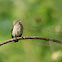 THICK BILLED FLOWERPECKER - JUVENILE