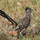 Greater roadrunner