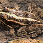 Iberian Water Frog