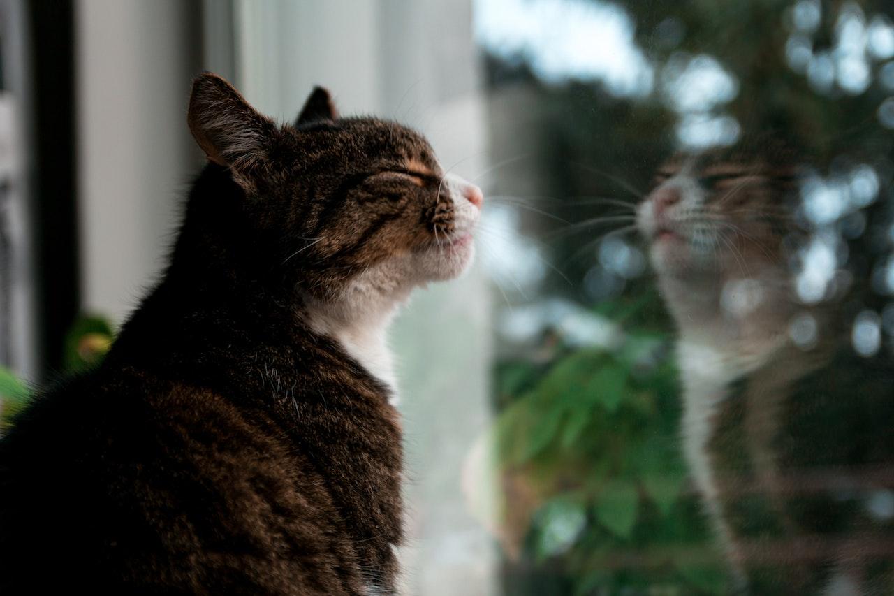 A picture containing cat, looking, mammal, window Description automatically generated