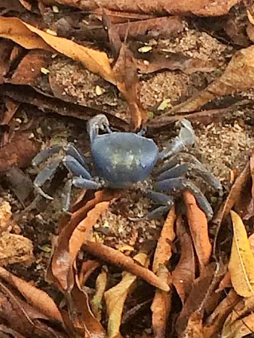 cangrejo azul terrestre